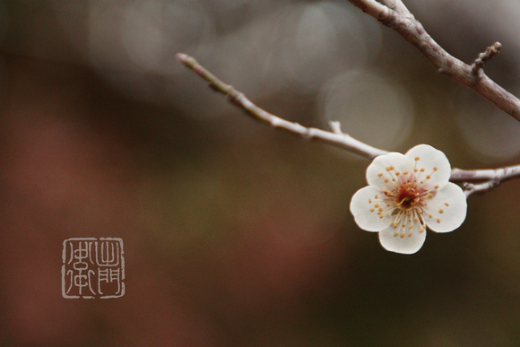 Ume Japanese Plum　梅