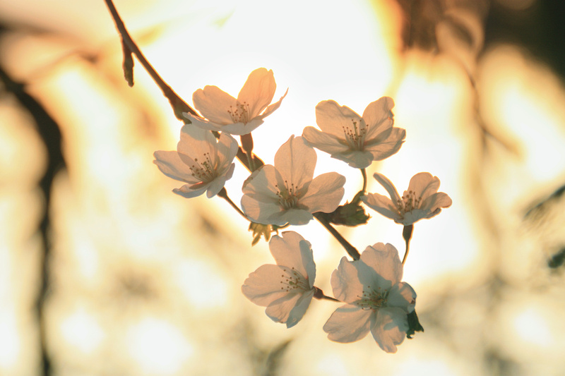 Sakura Cluster　桜のクラスター
