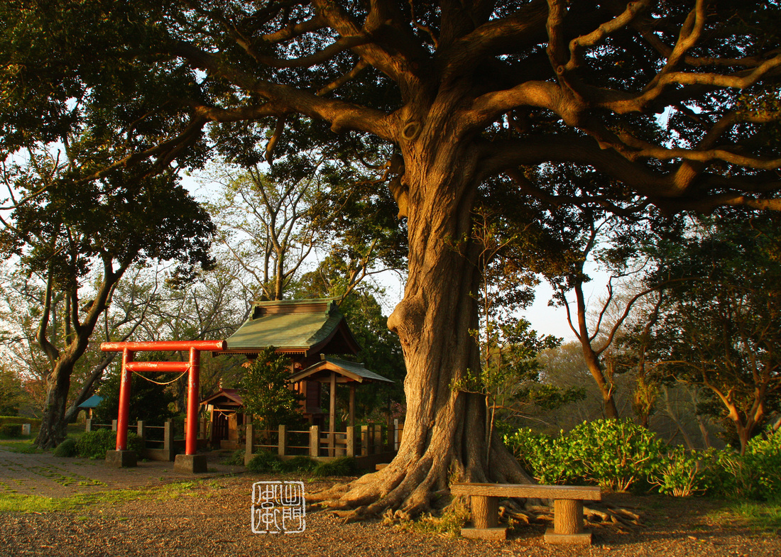 Sacred Tree