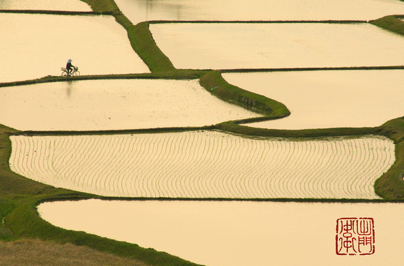 Rice Paddy Maze