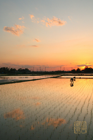 Sunset Rice Planting