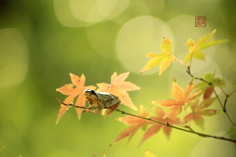 Tree Frog Flickrhanko