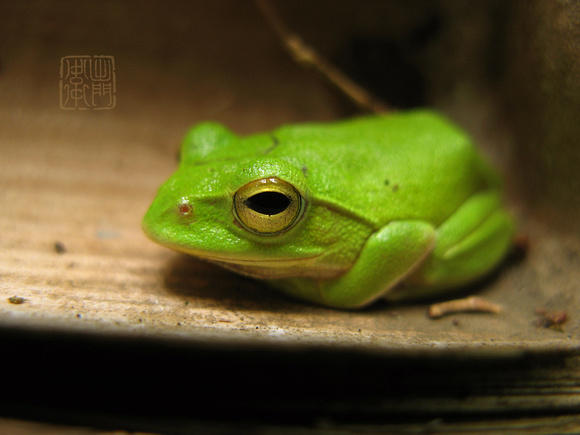 Shlegel's Green Tree Frog