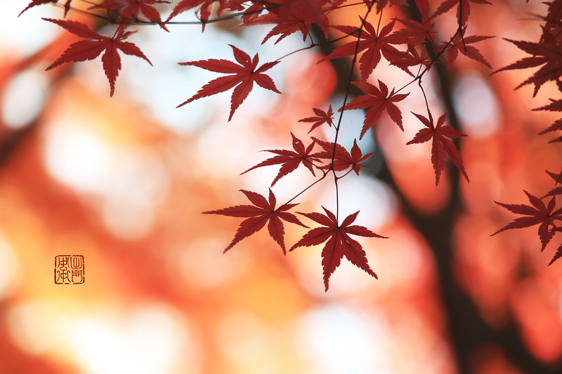 04 Red and White shadows_1639 Hanko