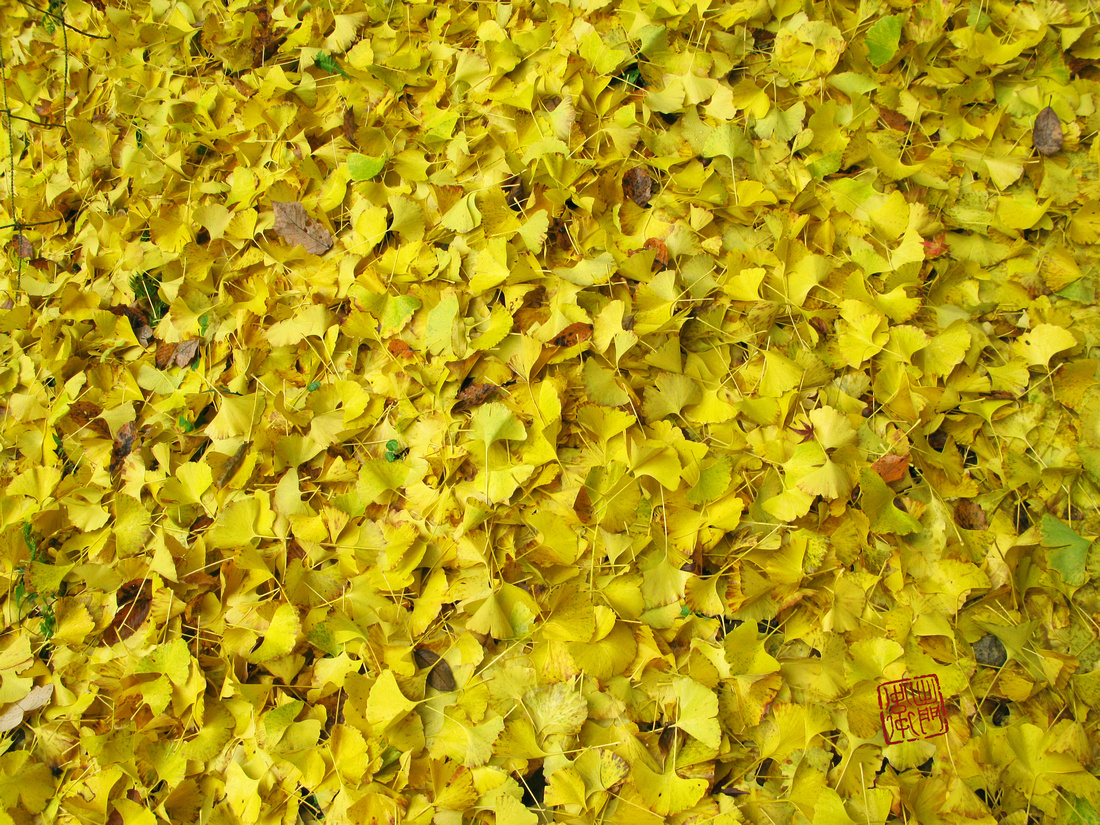 Ginkgo leaves Hnako_7555