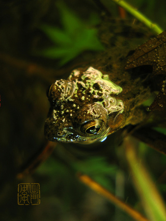 Tsugaeru Frog