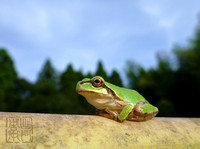 Frogs Eye View flickrhanko