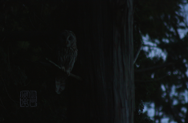 I'm Being Watched by an Owl