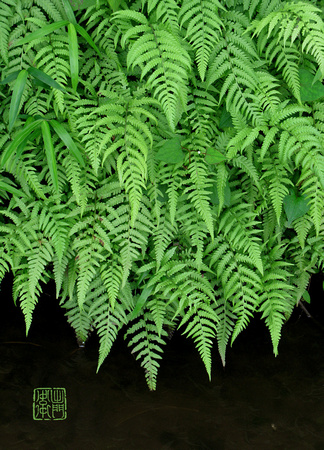 Ferns