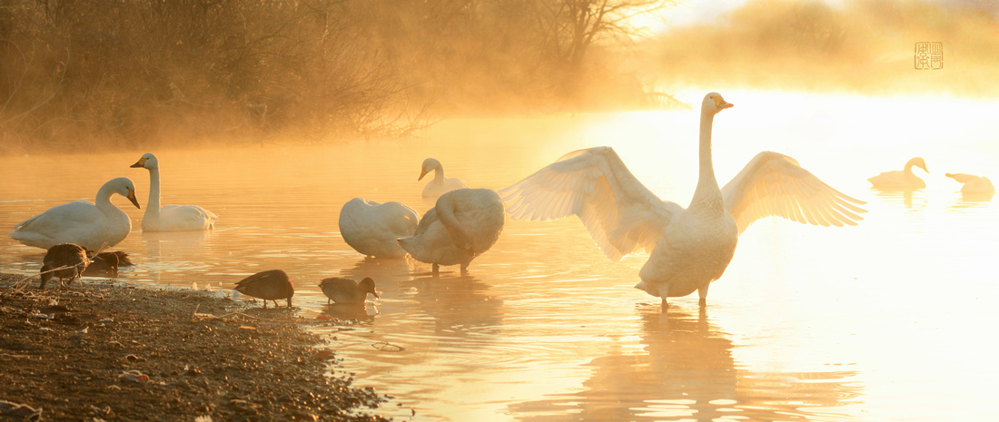 Swans at Sunrise