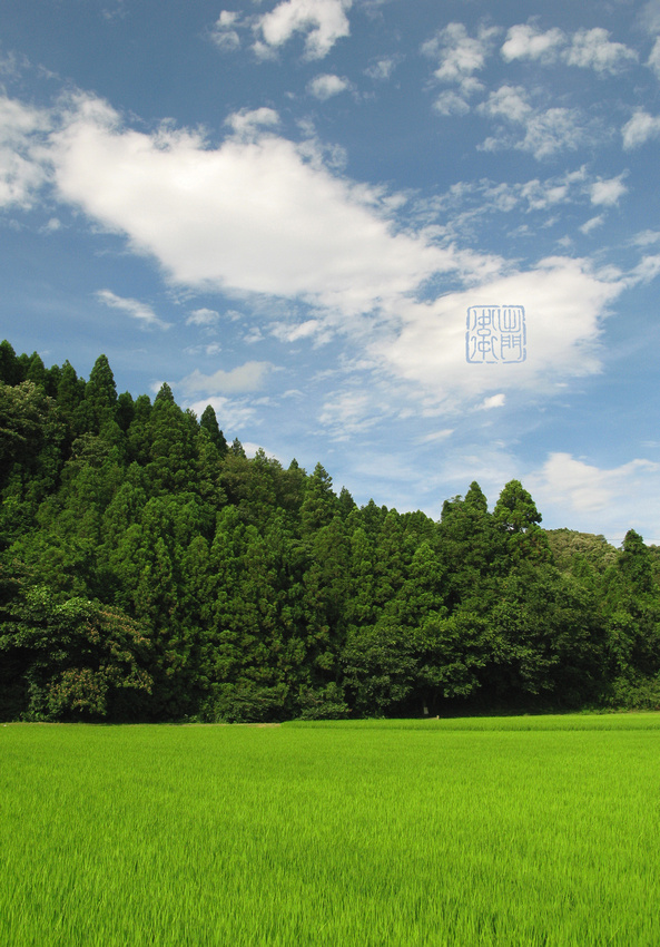 Rice cedar & Sky