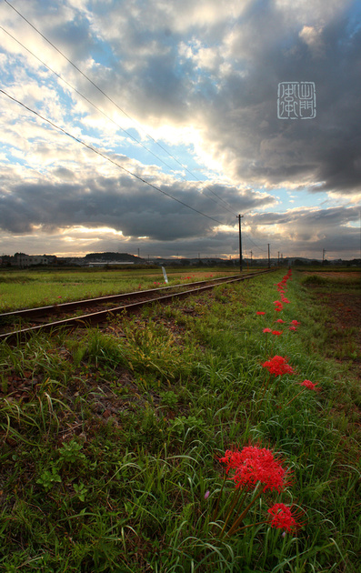 Railroad Spider Lilies