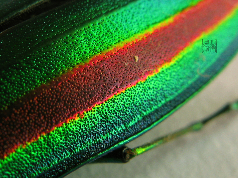 Jewel Beetle Closeup