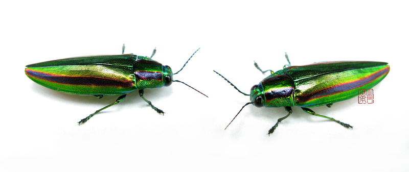 Yamato Jewel Beetles
