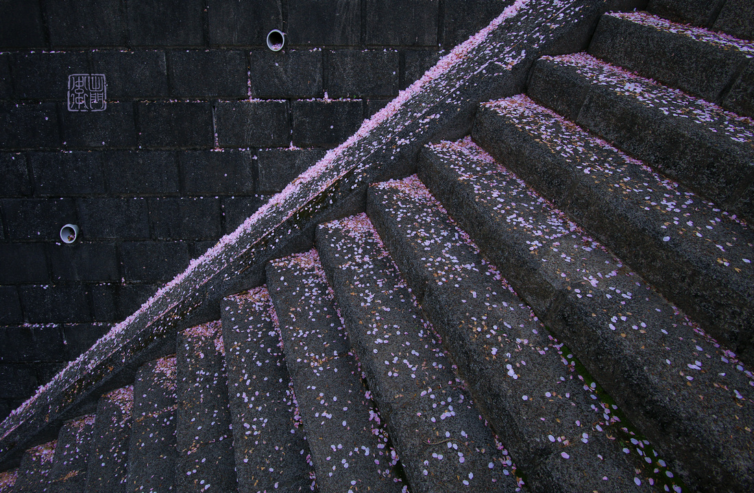 Sakura Steps 2165 Hanko