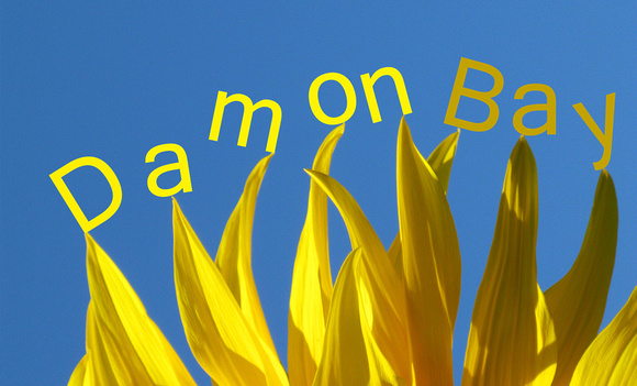 Sunflower Namecard