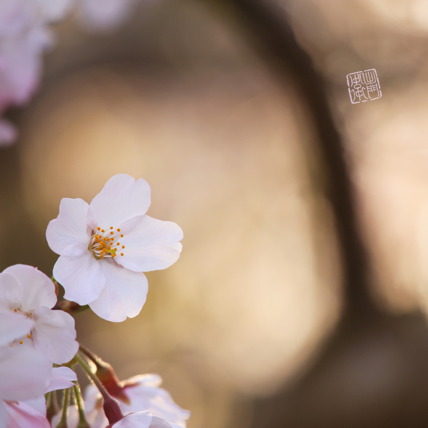 Sakura Close Up 1054 Hanko