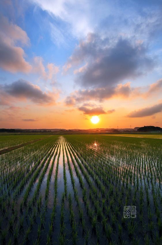 Paddy Sunset_5857 DONE Saturated Hanko