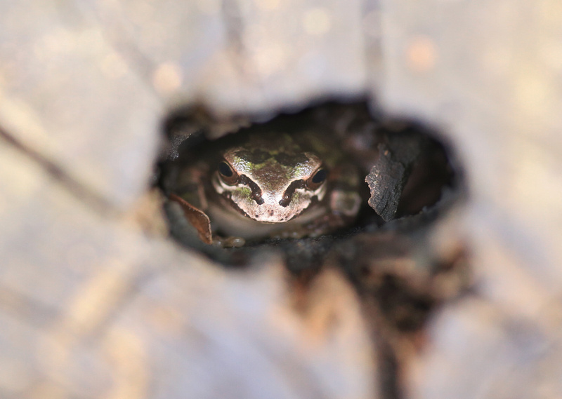 do frogs hibernate in oregon