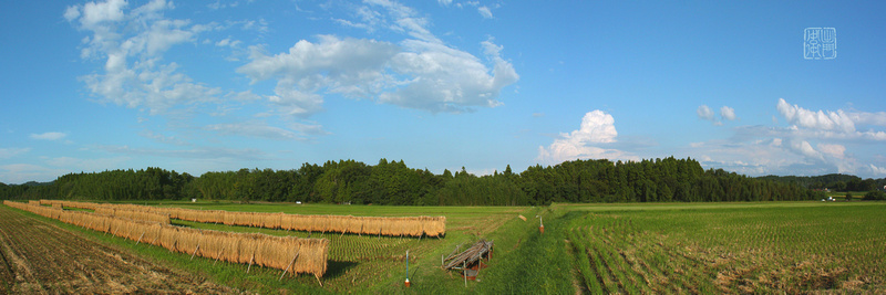 Rice Drying Panorama