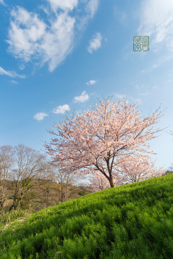 Sakura tree Dfraw _8368 Hanko