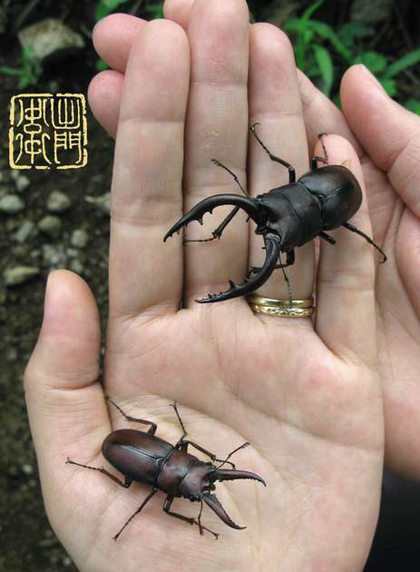 Kuwagata Beetles