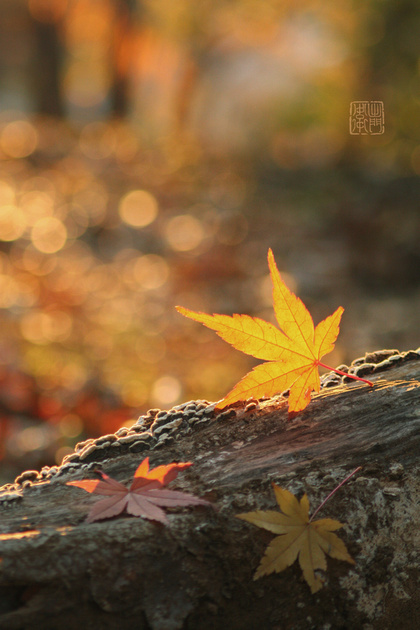 Maples on a Log