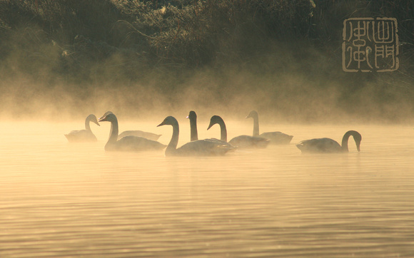 Swans in Mist