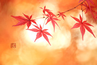 Leaves 紅葉