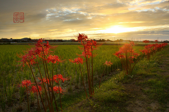 Spider Lily Sunset