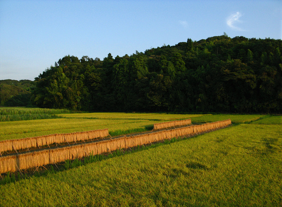 Rice Drying in Evening Sun