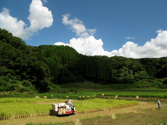 Harvest Mizusawa