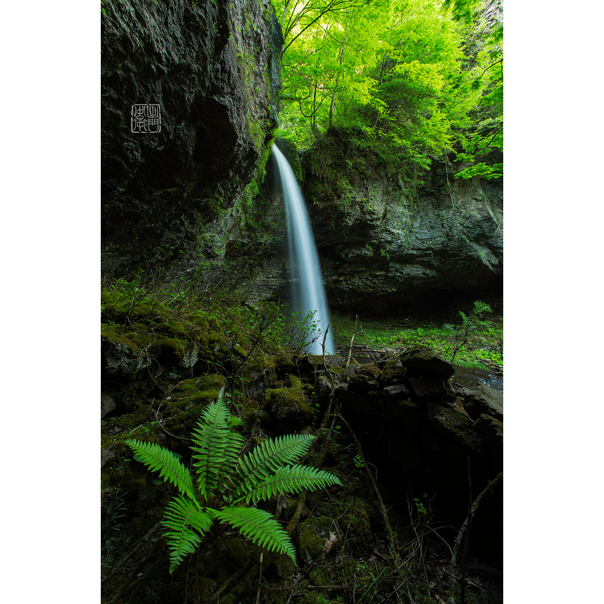 Waterfall fern Dfraw _0102 HankoIG