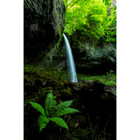 Waterfall fern Dfraw _0102 HankoIG