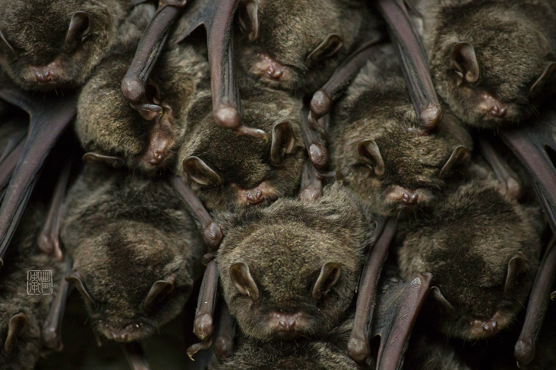 Sleeping Bats small