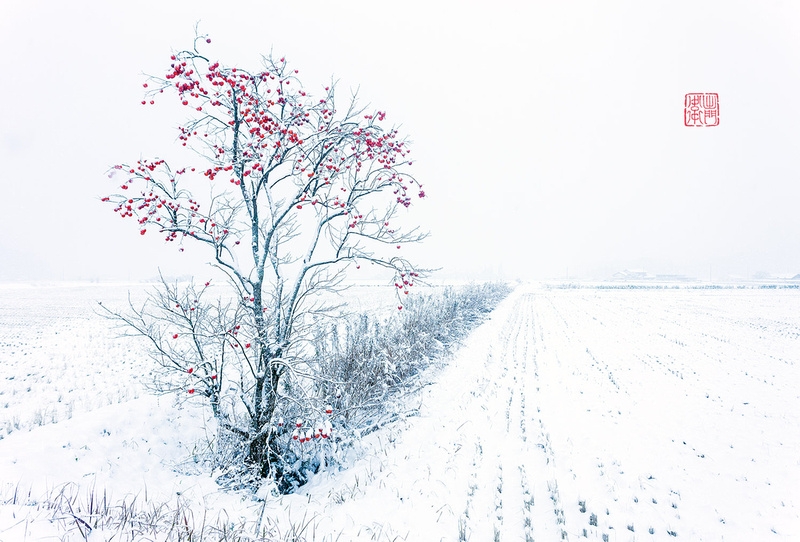 Persimmon-in-Snow-Dfraw-_4856-Websmall-Hanko