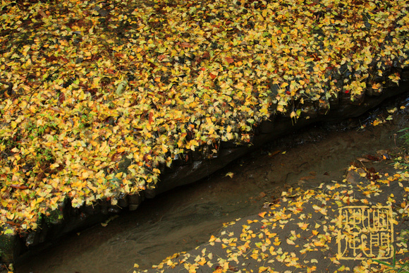 Ginkgo Leaves