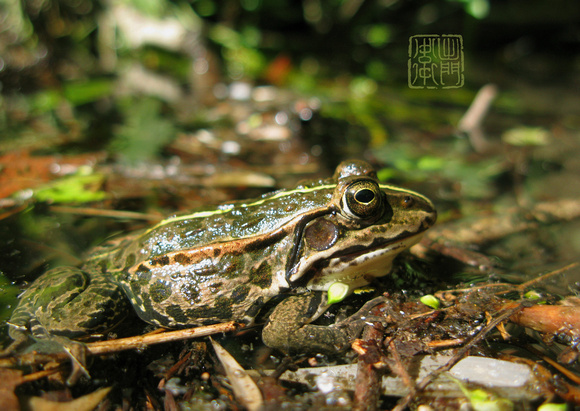 Daruma Pond Frog