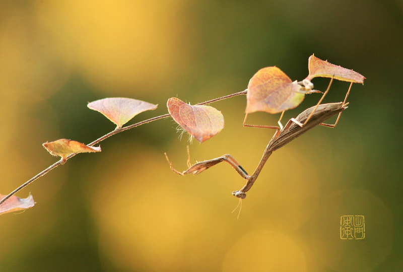 Kokamakiri -Asian Jumping Mantis