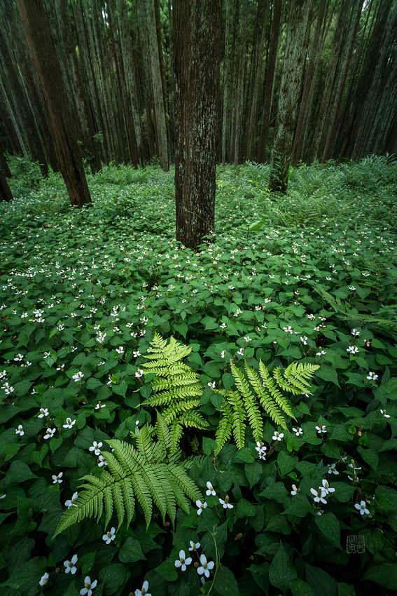 3-ferns-Dfraw-1082-Rakkan-WSJ