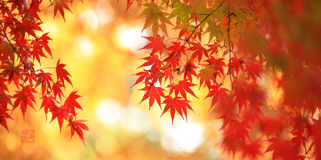 03 Fire Maples Dpeg2019 -8643 Asobara展