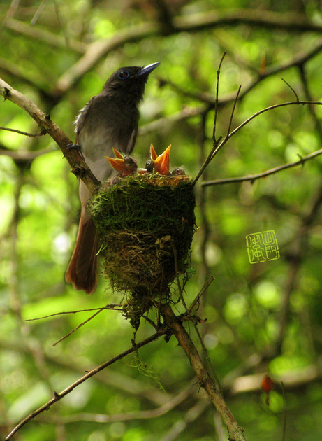 Japanese Paradise Flycatcher