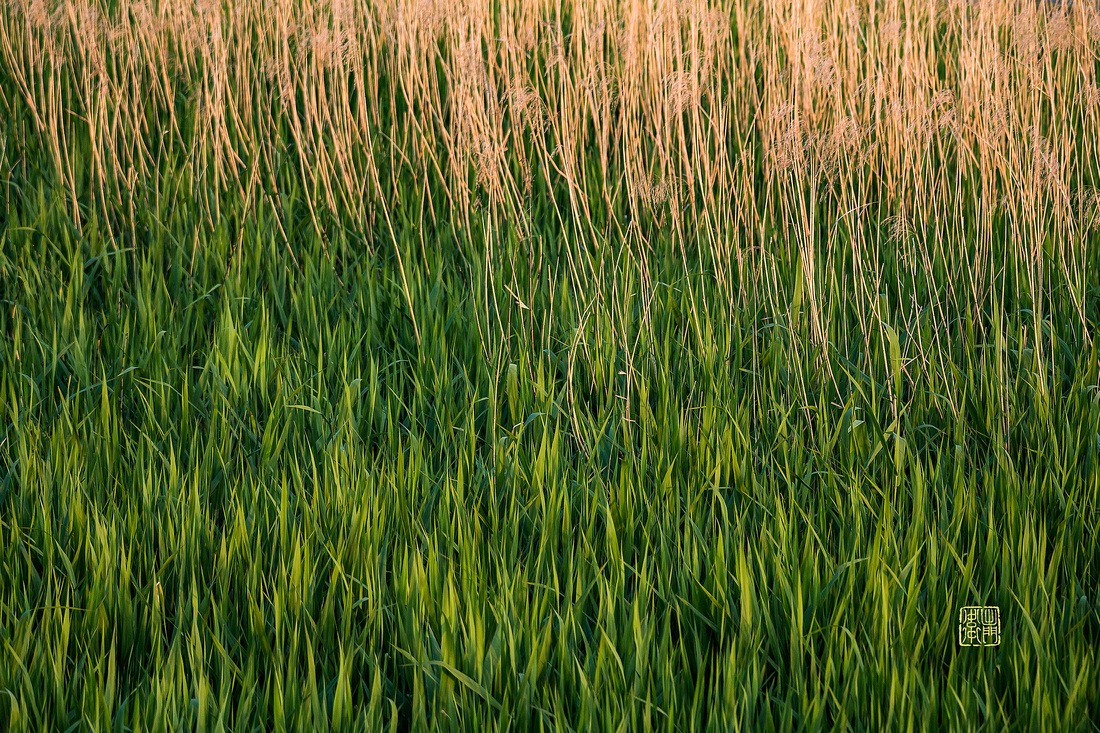 Young-Reeds-Dfraw2020_4481-WSJ