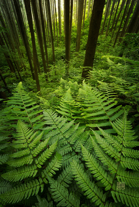 Ferns-Dfraw2020-_7270-Rakkan-WSJ