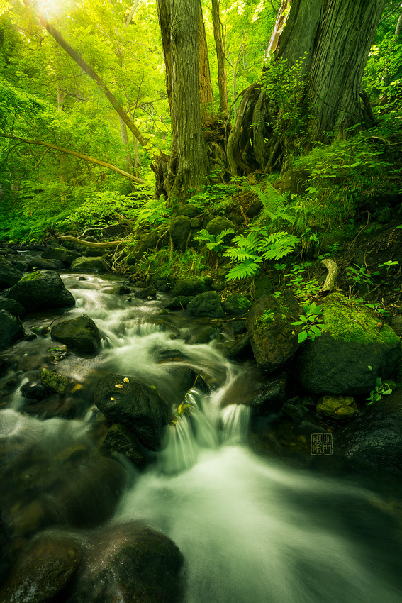 Katsura-Creek-Dfraw2020-6878-WSJ