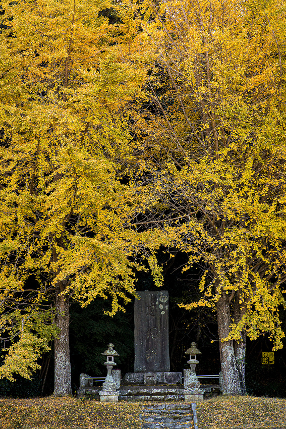 Ginko-Lanterns-Dfraw2020-_2565-Rakkan-WSJ