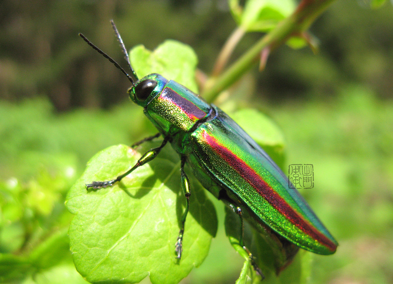 Yamato Jewel Beetle