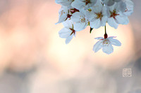 Sakura and Spring Flowers 花