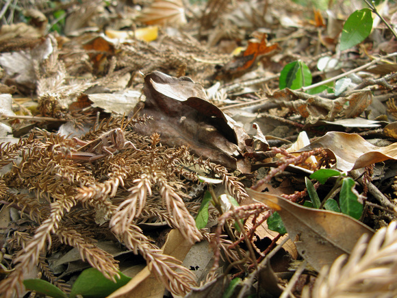 Winter Grasshopper wide