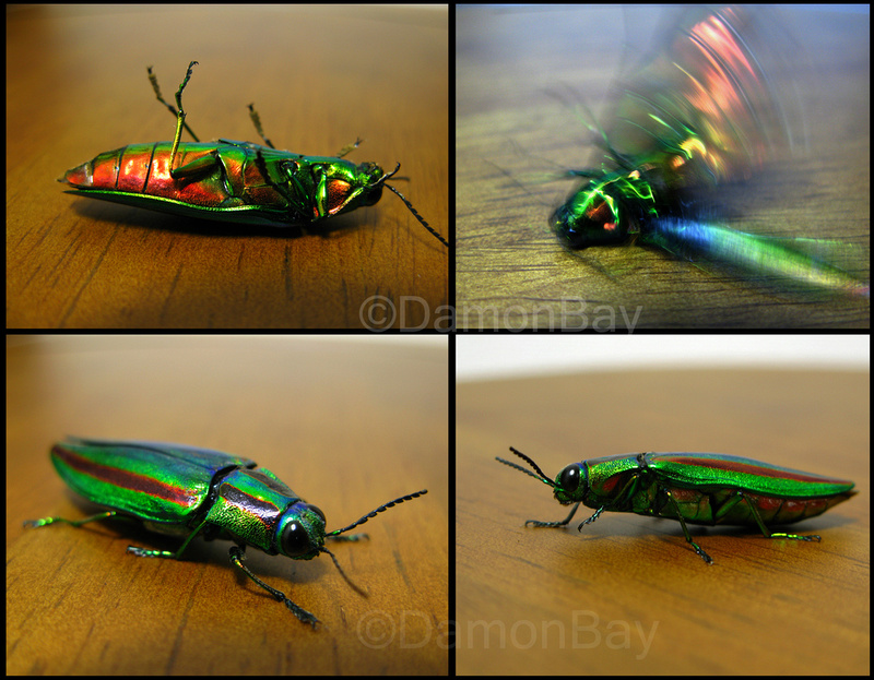Colours of the Jewel Beetle
